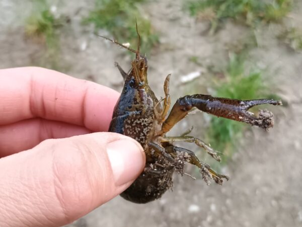 6709 marbled crayfish Czech Republic Petr Vecera NCA