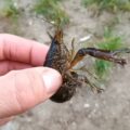 6709 marbled crayfish Czech Republic Petr Vecera NCA scaled e1783589008258