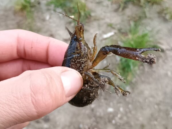 6709 marbled crayfish Czech Republic Petr Vecera NCA scaled e1783589008258