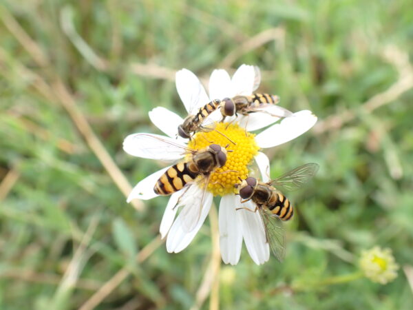 7523 Eupeodes corollae Germany Gerrit Ohm