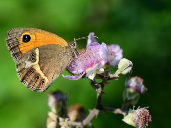 7853 Pyronia bathseba – Spain Jordi Jubany