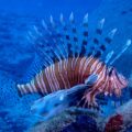 8166 Lionfish Pterois miles Photo DanijelKanskiJPG