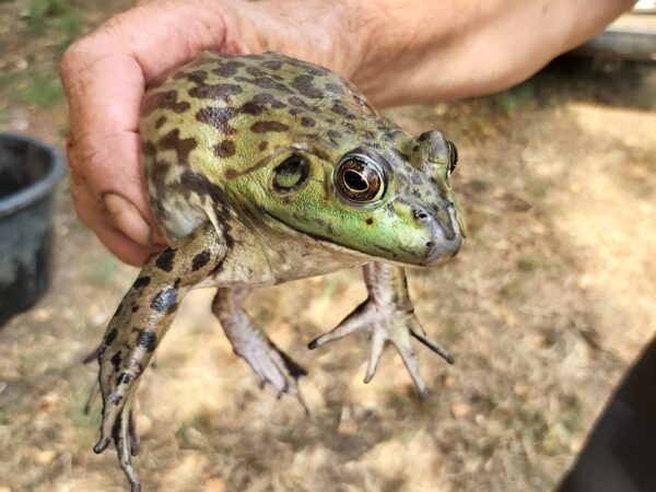 8372 bullfrog female2 Belgium Mieke Hoogewijs