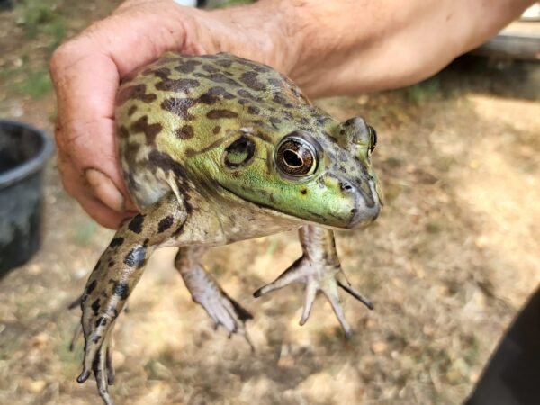 8372 bullfrog female2 Belgium Mieke Hoogewijs scaled e1783588862467
