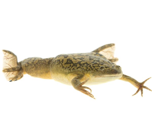 8400 Xenops laevis in West Flanders c Paul van Hoof