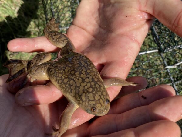 8402 Xenopus laevis animal Comines Belgium ©contrat de riviere Escaut Lys