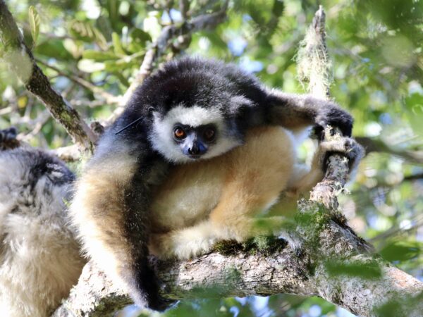 IMG 0473 P diadema TAPA Irwin