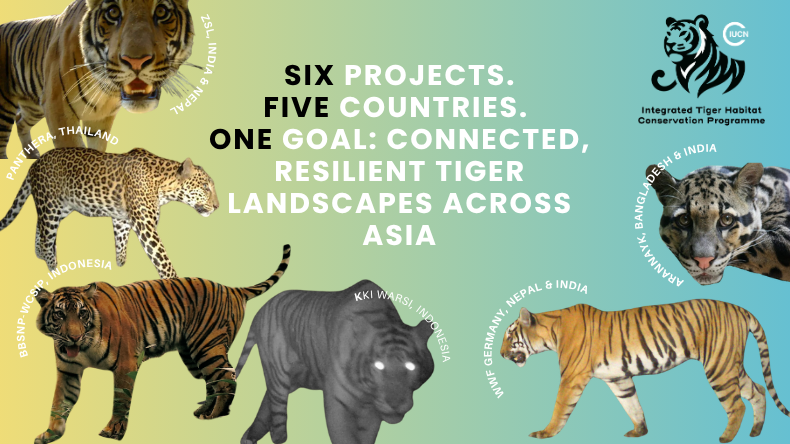 ITHCP Phase IV visual