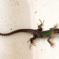 Italian wall lizard Podarcis siculus