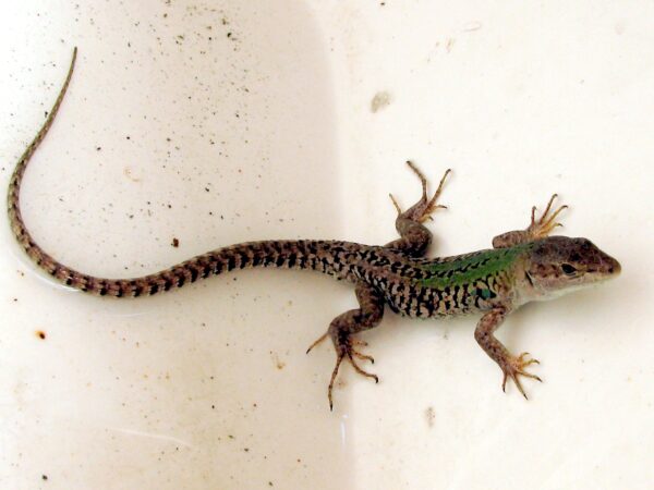 Italian wall lizard Podarcis siculus