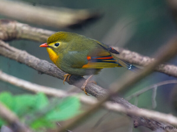 Leiothrix4 WikimediaCommons