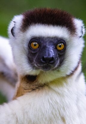 Sifaka Parc National dAndohahela copiright MNP Andohahela