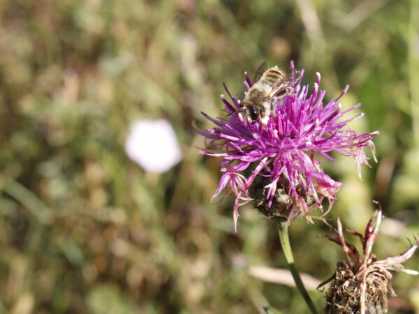 un macho de abeja cortadora de hojas genero Megachile sobre una flor de Centaurea
