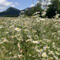 8527 Erigeron annus Austria CC Nationalpark Gesause GmbH