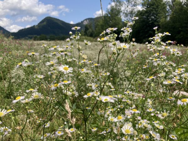 8527 Erigeron annus Austria CC Nationalpark Gesause GmbH
