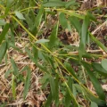 Phyllostachys bissetii