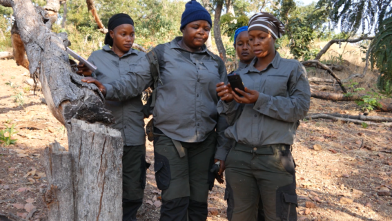 0. Cover Wild Chimpanzee Foundation 3 1 1