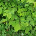 1920px Fallopia japonica 20250620 203130