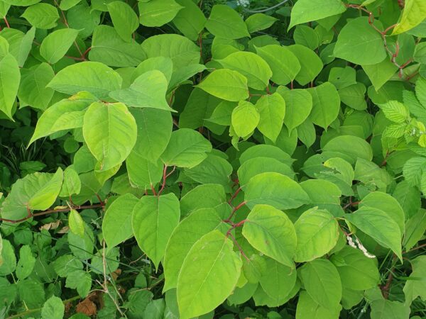 1920px Fallopia japonica 20250620 203130
