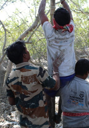 4508 WTI Kultali Sundarban India Samrat Paul